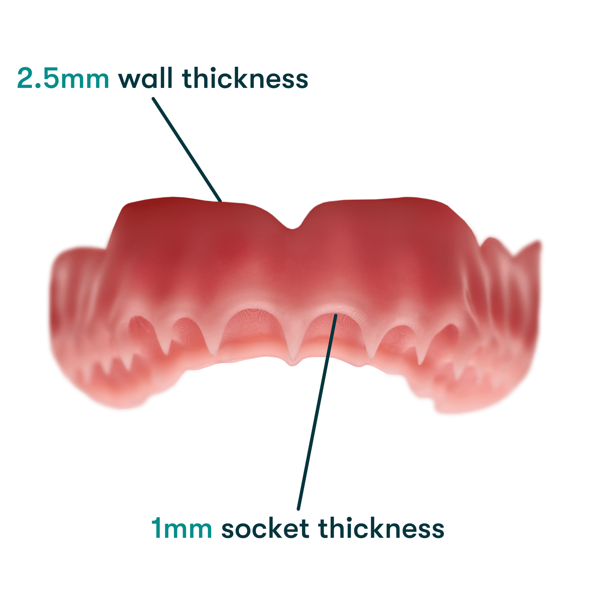 Flexcera Denture Anatomy Lesson